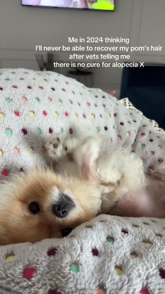 TikTok video thumbnail by kimchi.the.pom