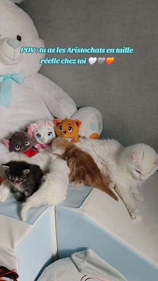 TikTok video thumbnail by meylaniiee