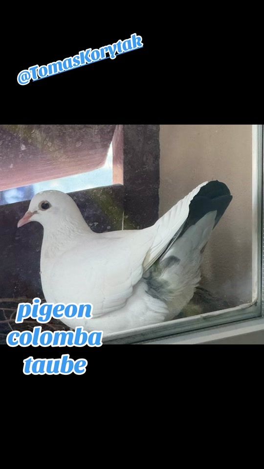 TikTok video thumbnail by toktik_henri