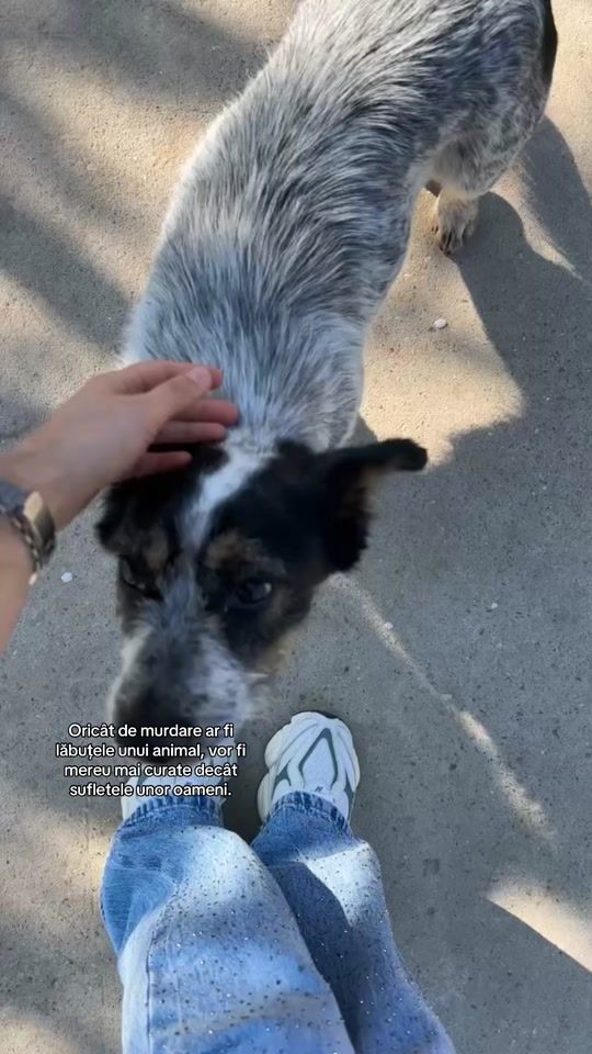 TikTok video thumbnail by anndreea.rizea