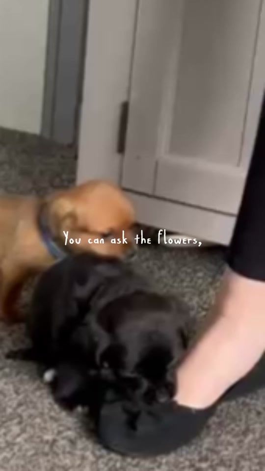 TikTok video thumbnail by allnaturalbarkery