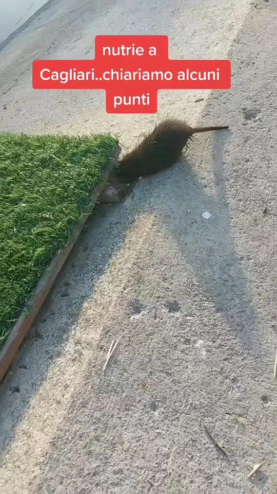TikTok video thumbnail by federchicca79
