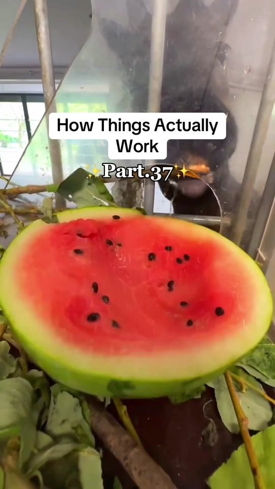 TikTok video thumbnail by this.our.planet
