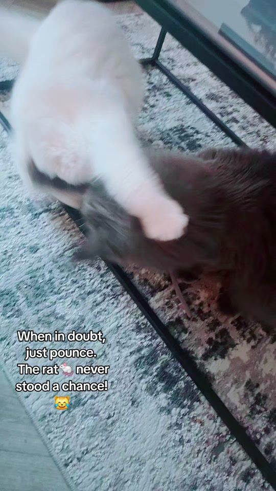TikTok video thumbnail by thewolfandpearl