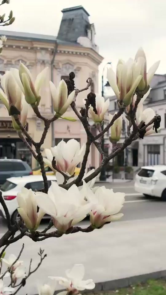 TikTok video thumbnail by lia_olguta_vasilescu