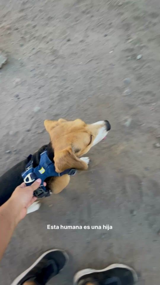 TikTok video thumbnail by dukeelperrooo