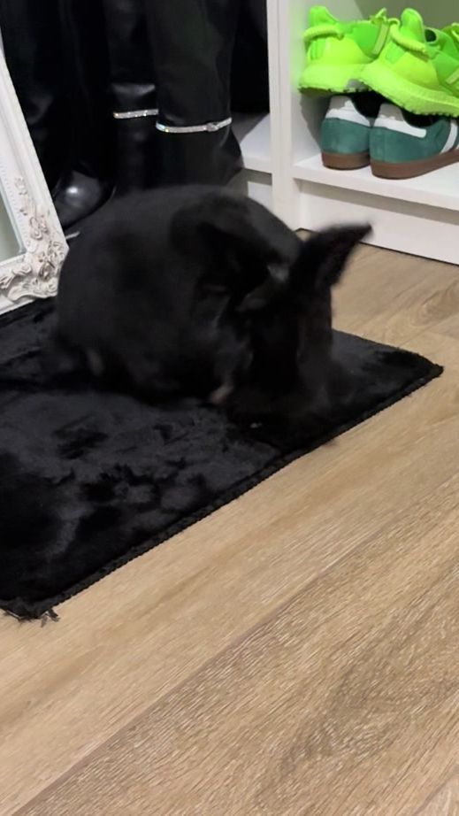 TikTok video thumbnail by bunnbub1