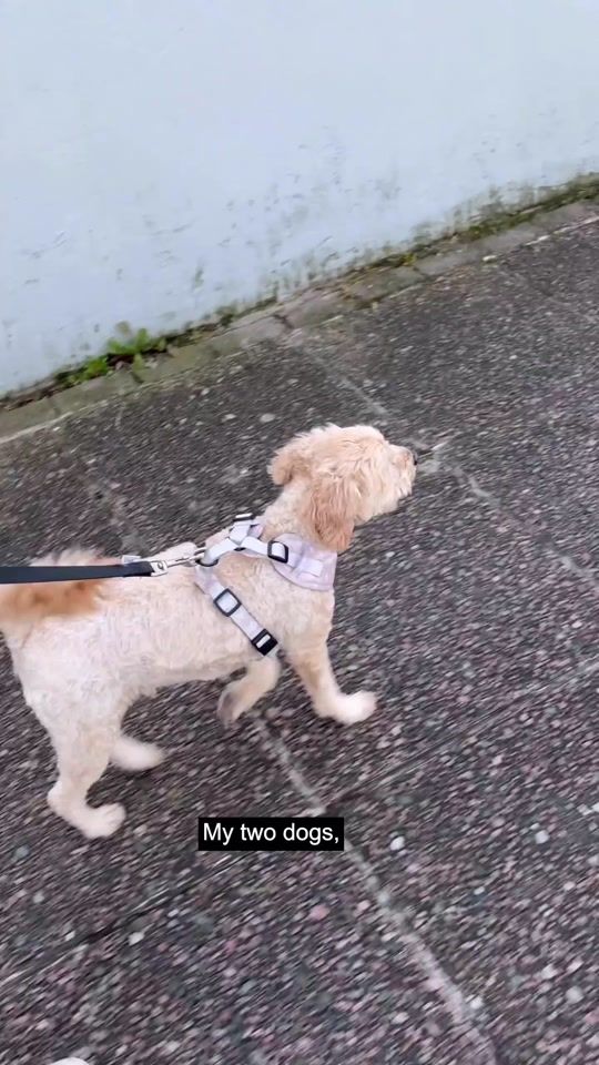 TikTok video thumbnail by ulsteruni