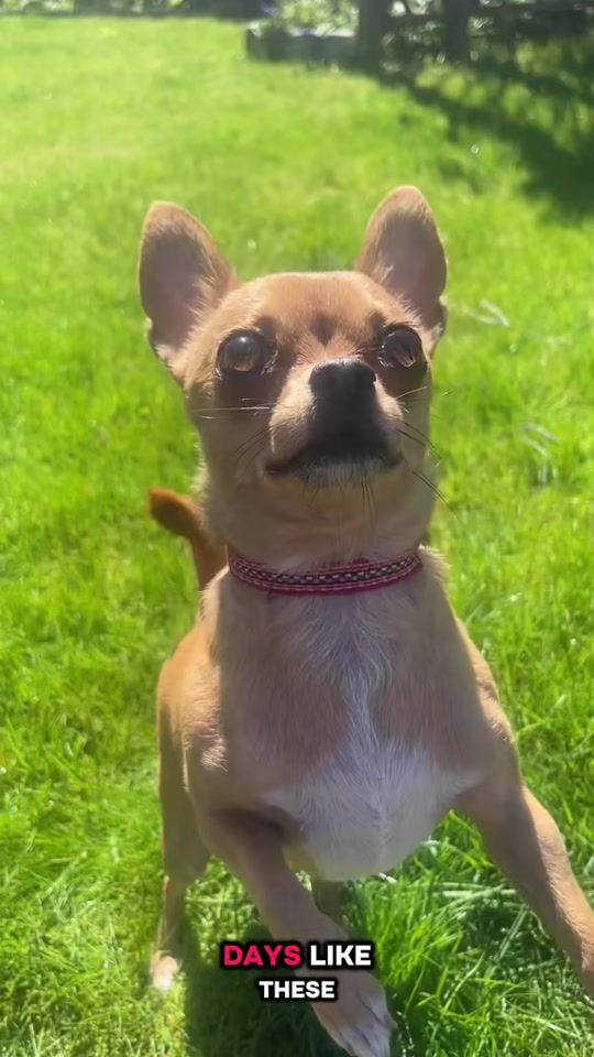 TikTok video thumbnail by miss.sofie.k