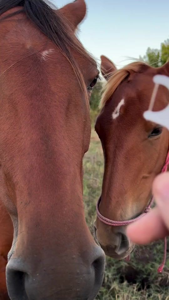 TikTok video thumbnail by horsehub.app