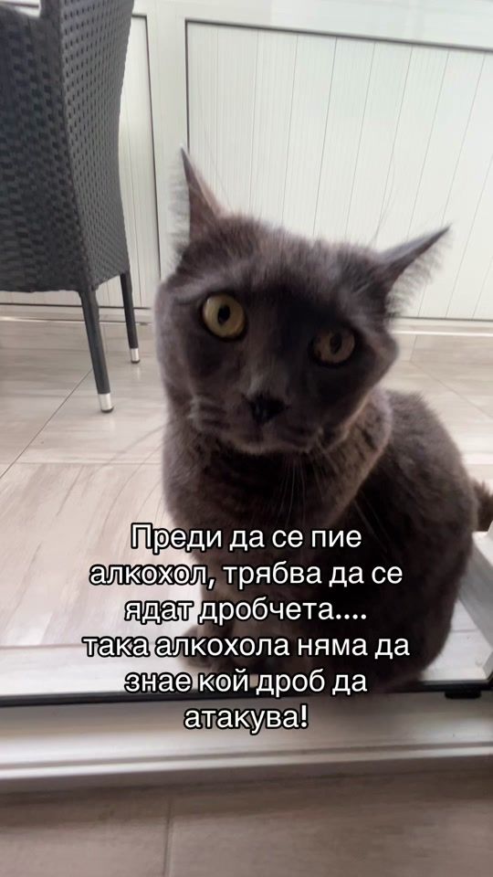 TikTok video thumbnail by todorthecat