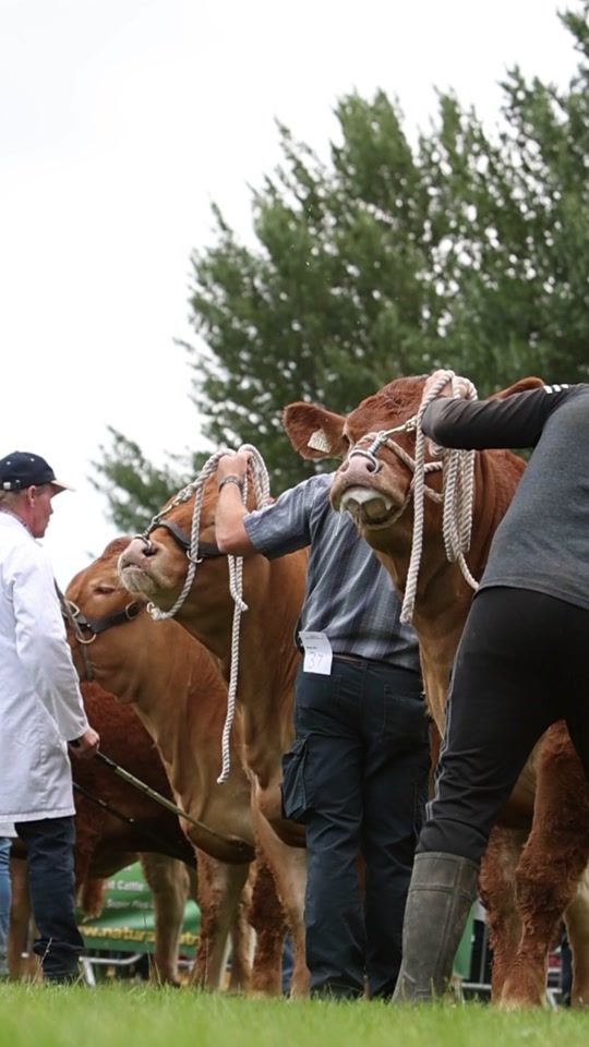 TikTok video thumbnail by agrishowclips