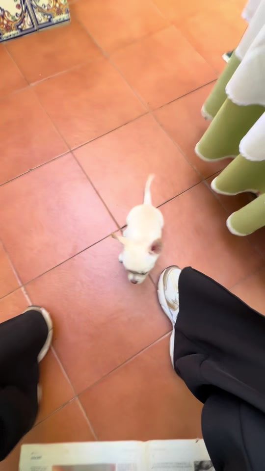 TikTok video thumbnail by eddiosauceda