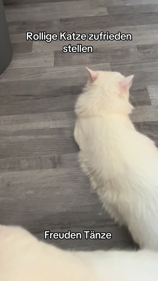 TikTok video thumbnail by cat__haus