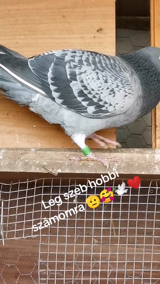 TikTok video thumbnail by misike156