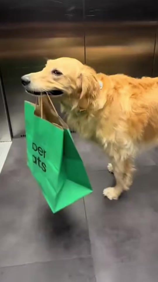 TikTok video thumbnail by doggydude