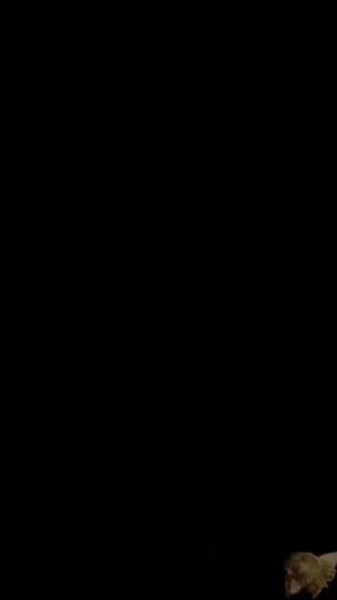 TikTok video thumbnail by a.wcue.siamesecat