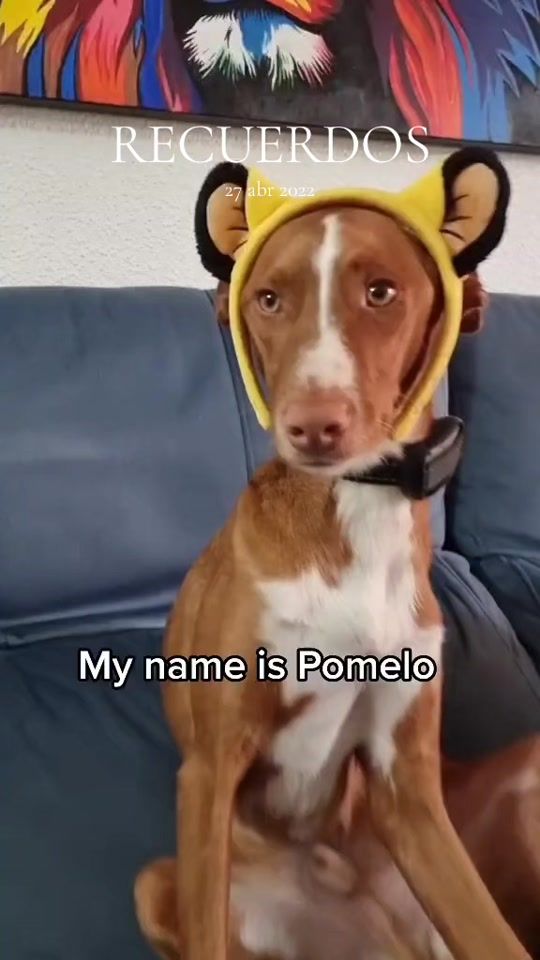 TikTok video thumbnail by pomelotropical