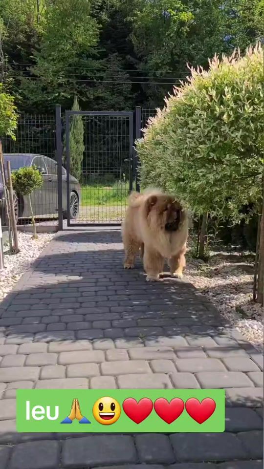 TikTok video thumbnail by bogdi124