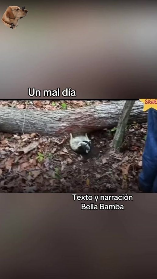 TikTok video thumbnail by bella_bamba