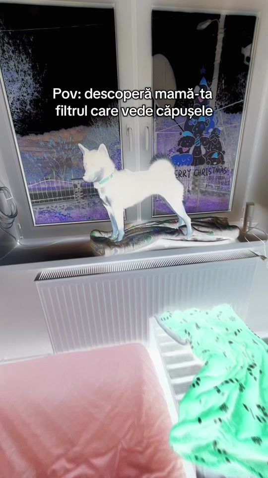 TikTok video thumbnail by karma.the.explorer