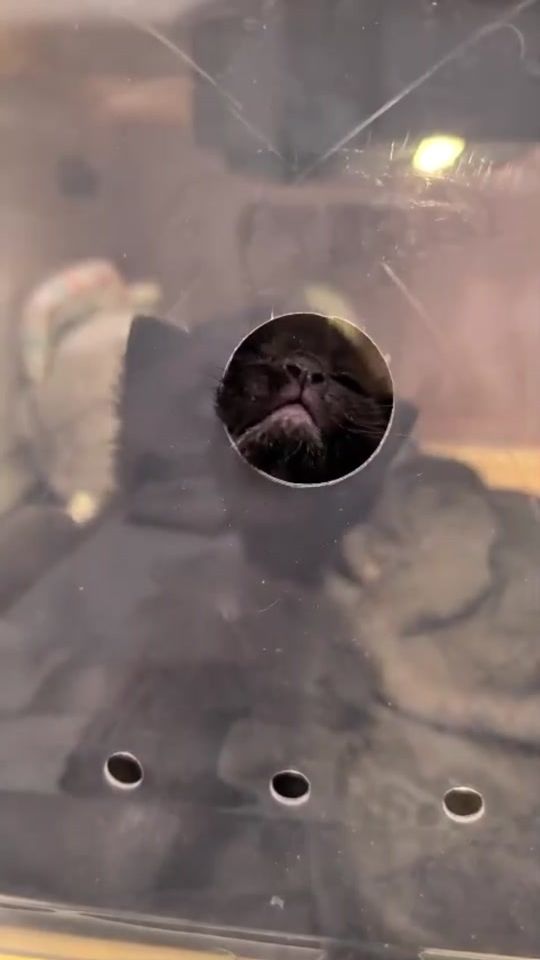 TikTok video thumbnail by clochette.andcie
