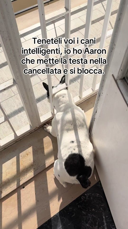 TikTok video thumbnail by marcosantoro3