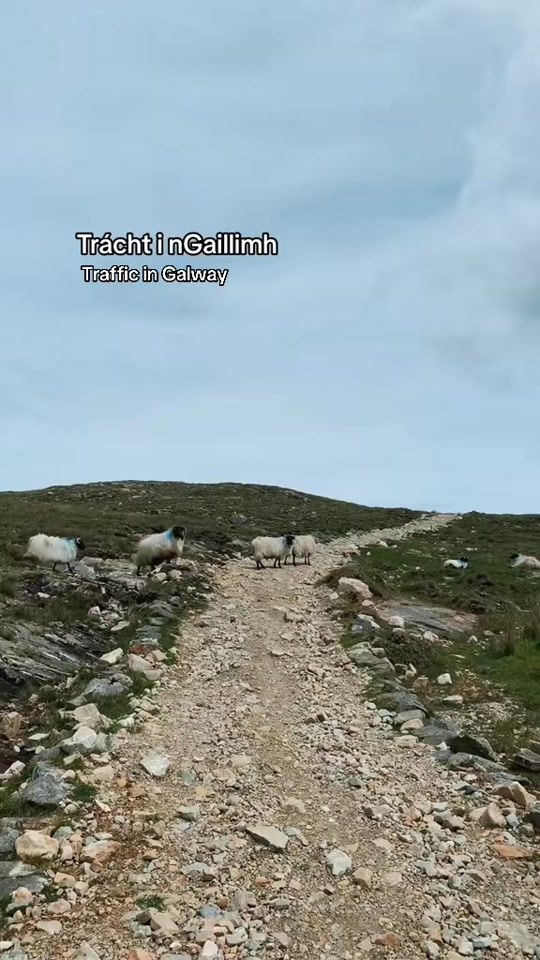 TikTok video thumbnail by seanohaodha1