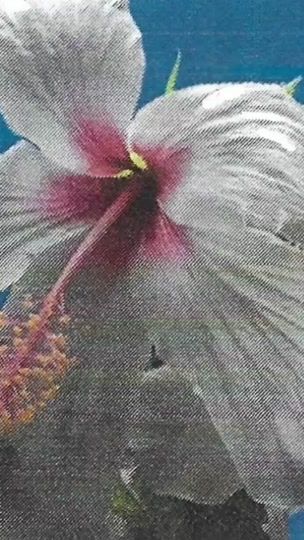 TikTok video thumbnail by tifilmss_