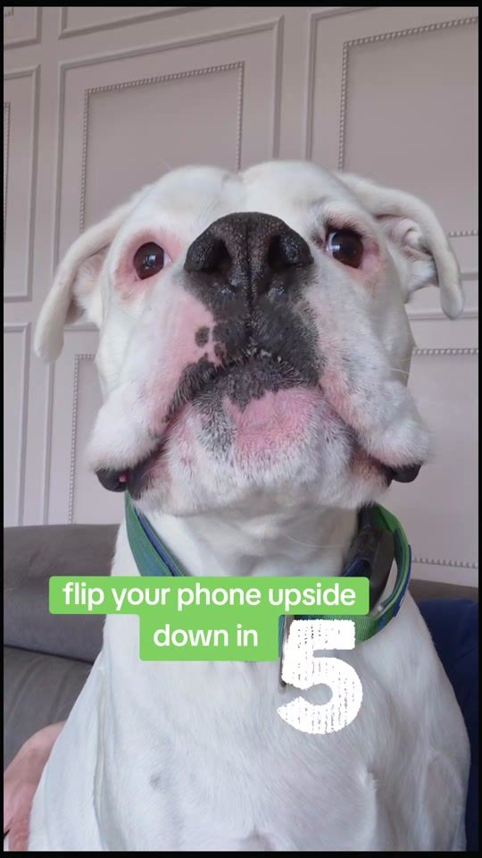 TikTok video thumbnail by milothewhiteboxer
