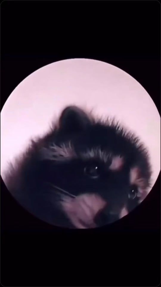 TikTok video thumbnail by pedrotheracoon