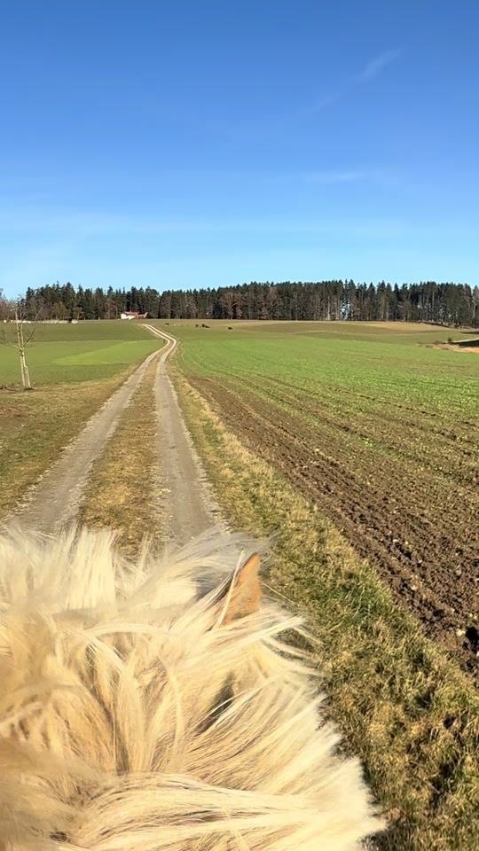 TikTok video thumbnail by haflinger_winchester