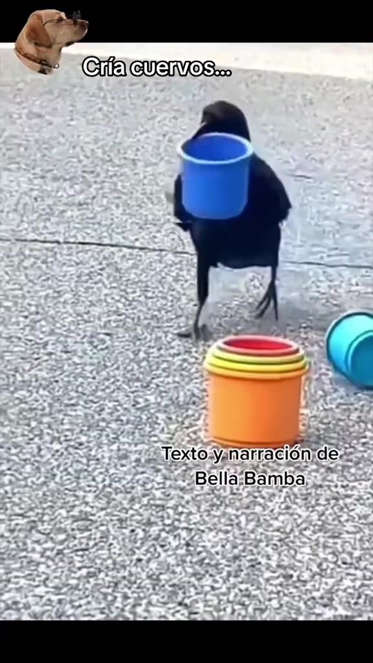 TikTok video thumbnail by bella_bamba