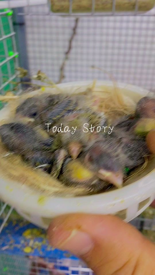 TikTok video thumbnail by greenfinchbreeding0