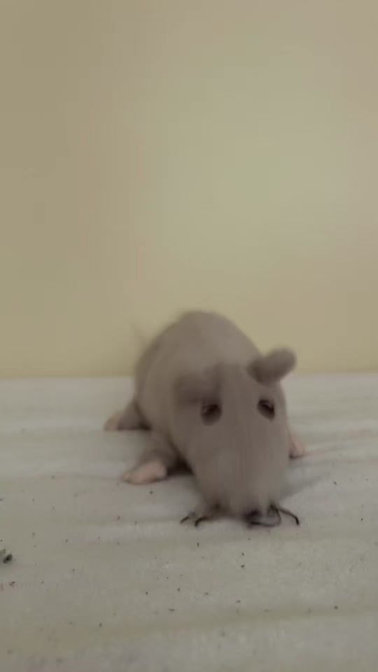 TikTok video thumbnail by playfulrar