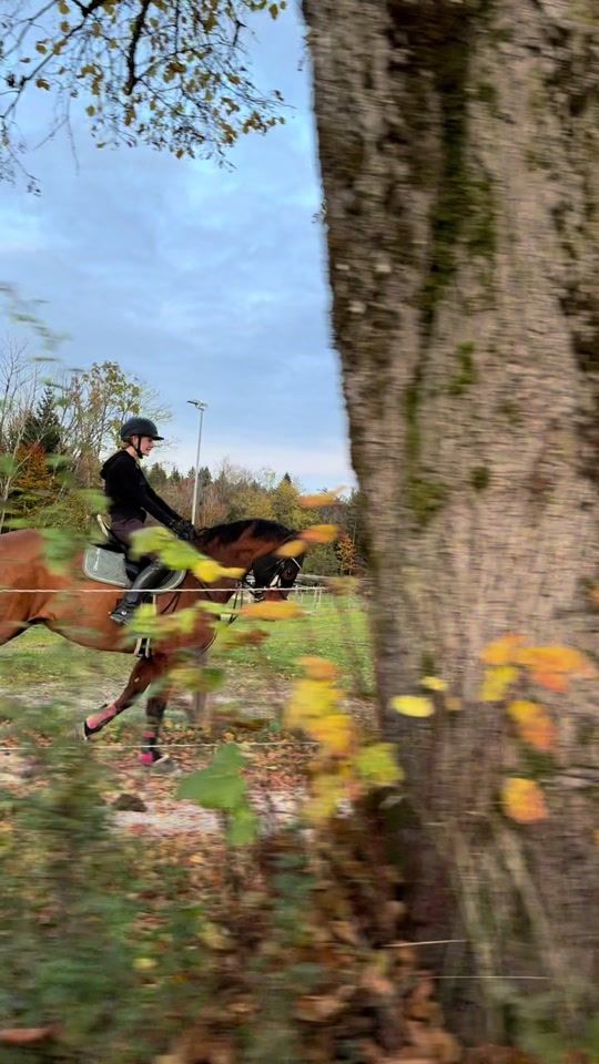 TikTok video thumbnail by horse_live_agus