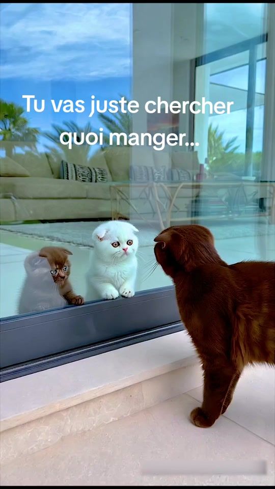 TikTok video thumbnail by caramel_parle