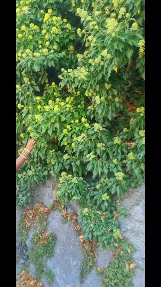 TikTok video thumbnail by thenusureshkumar