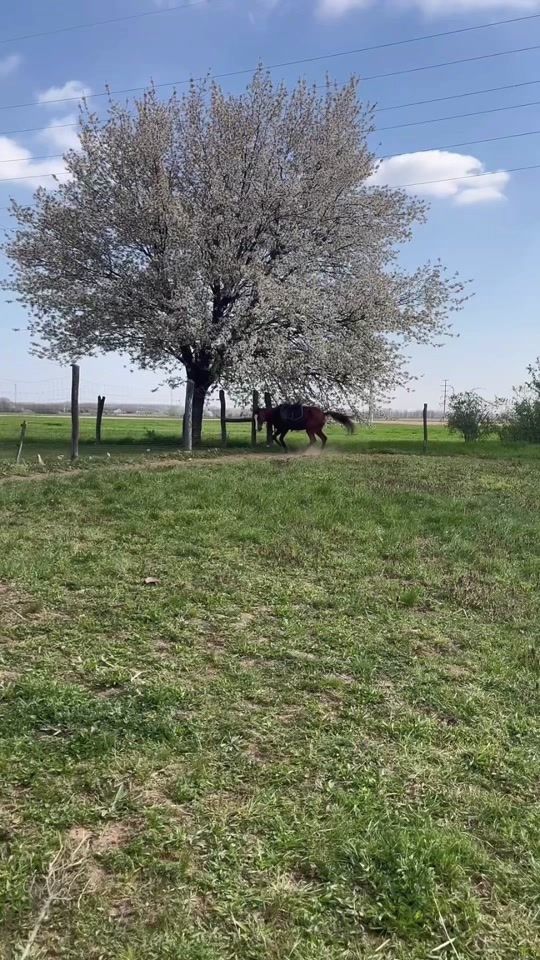 TikTok video thumbnail by _.luca.vagyoook._