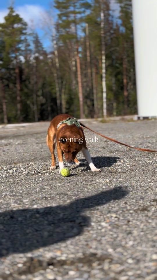 TikTok video thumbnail by stafferanian_max