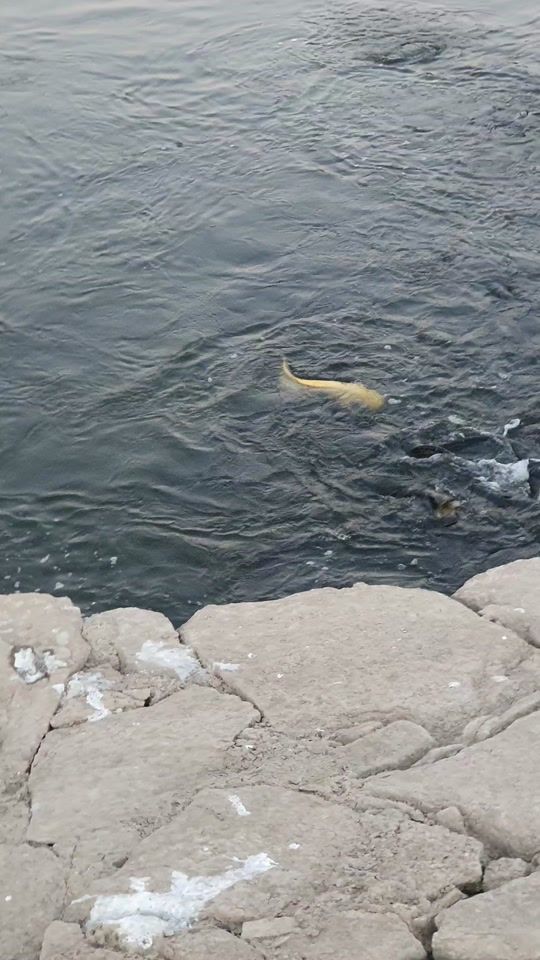 TikTok video thumbnail by santosfishing