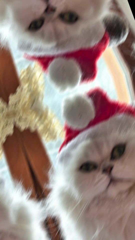 TikTok video thumbnail by luisasannito5
