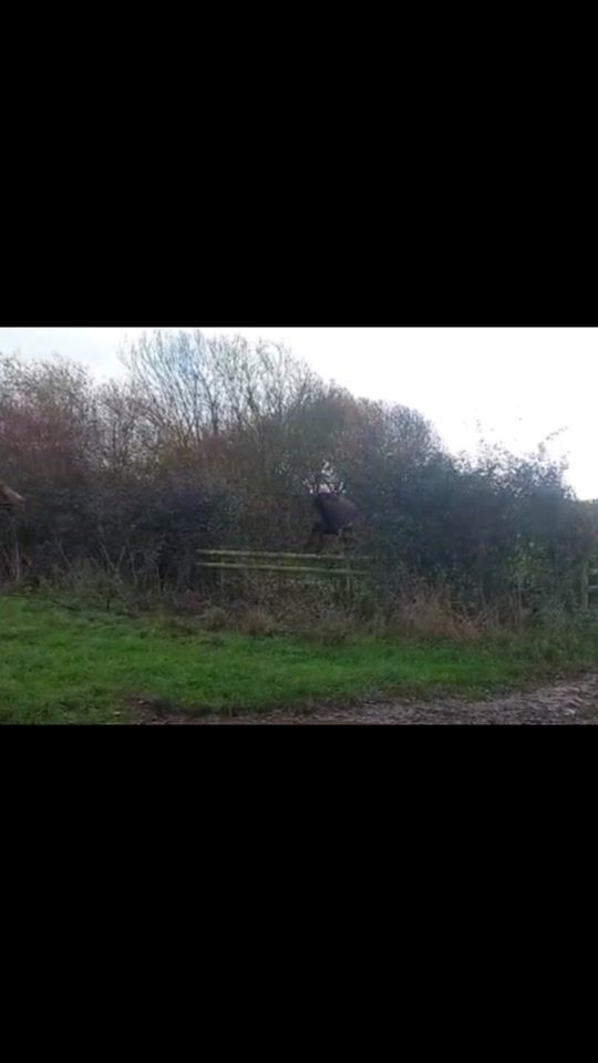 TikTok video thumbnail by ruby.johnson.eq