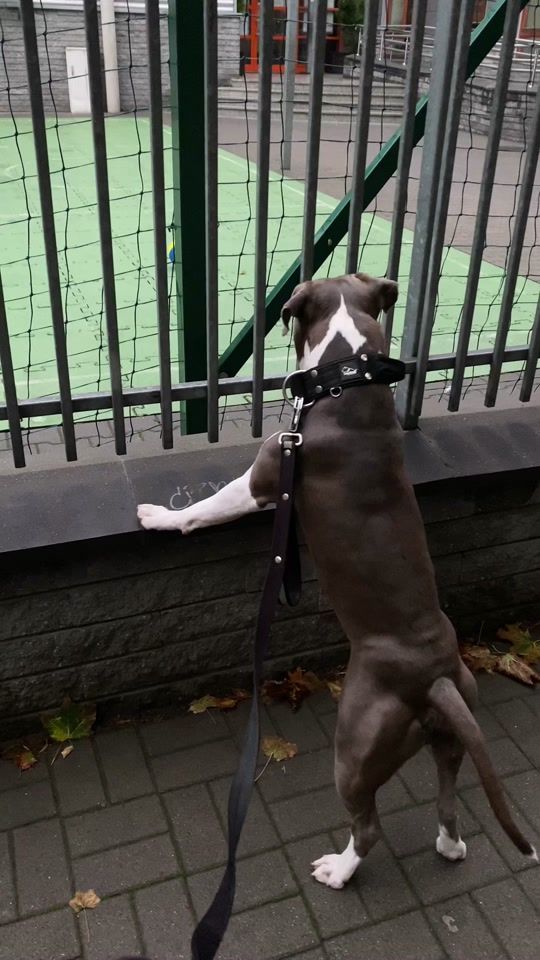 TikTok video thumbnail by ethan.amstaff