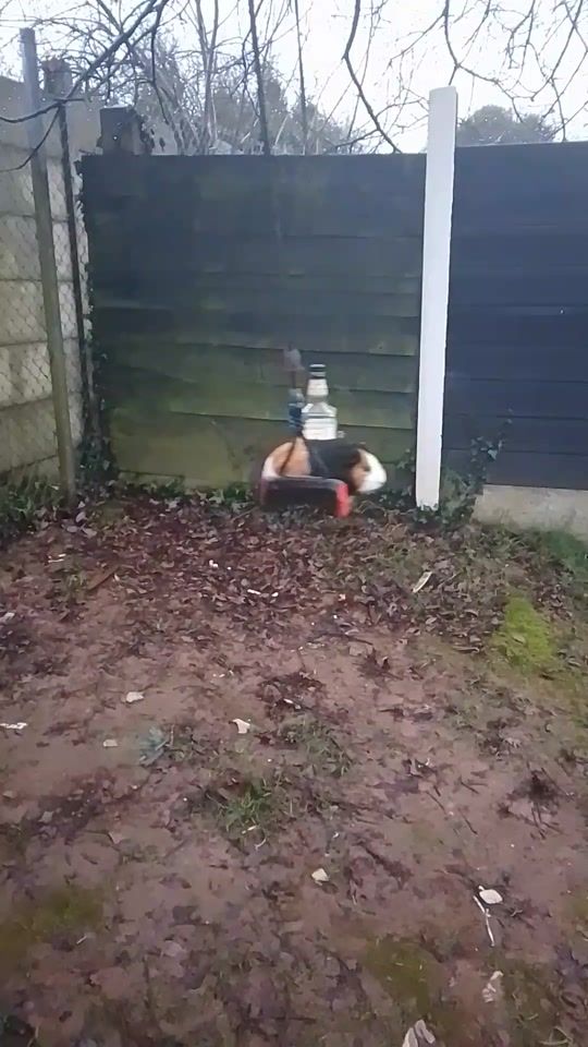 TikTok video thumbnail by animallover.zx123