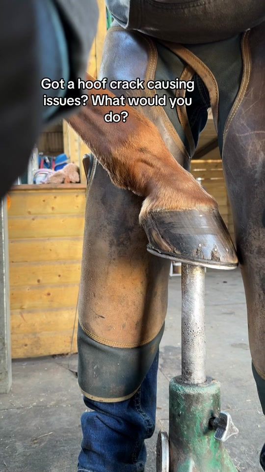 TikTok video thumbnail by forfarriersbyfarriers