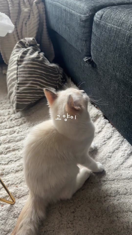 TikTok video thumbnail by yunjin_tiktok