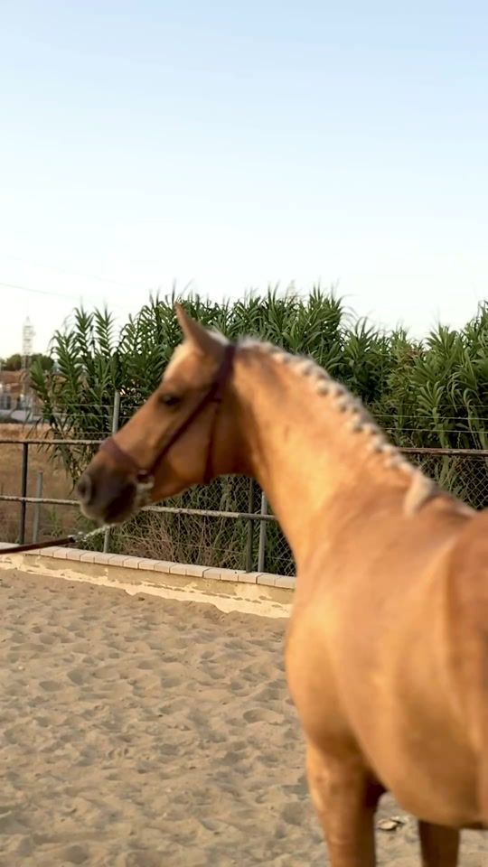 TikTok video thumbnail by mr.horses.sale