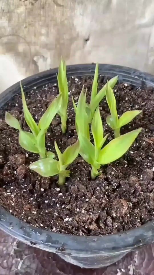 TikTok video thumbnail by magic_garden_vn