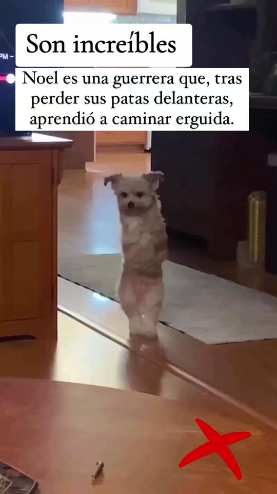 TikTok video thumbnail by dani13vz